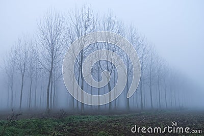 Fog panorama foggy landscape sky sun filter trees Stock Photo