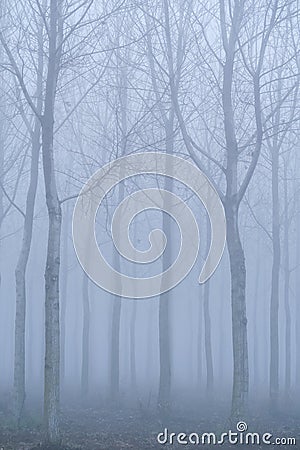 Fog panorama foggy landscape sky sun filter trees Stock Photo