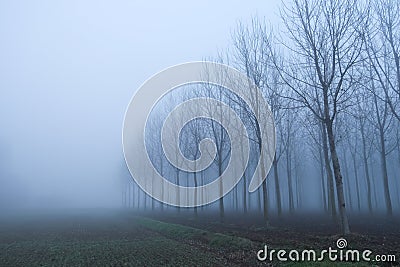 Fog panorama foggy landscape sky sun filter trees Stock Photo