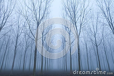 Fog panorama foggy landscape sky sun filter trees Stock Photo