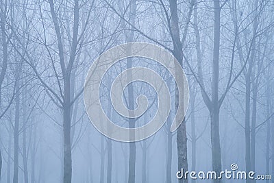 Fog panorama foggy landscape sky sun filter trees Stock Photo