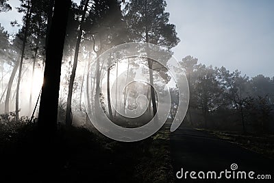 Fog through the pine trees Stock Photo