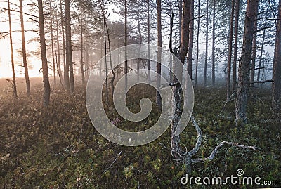 Fog in swamps at dawn with dwarf trees and cobwebs. Swamp Lake National Park near Saint Petersburg Stock Photo