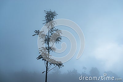 Fog tree silhouette Stock Photo