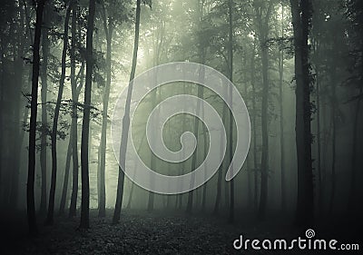 Fog trough trees Stock Photo