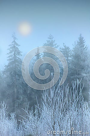 Fog in winter forest Stock Photo