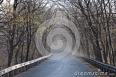 Fog in the wood Stock Photo