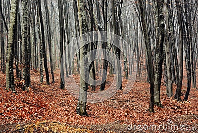 Foggy Autumn Forest Stock Photo