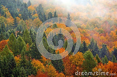 Autumn Forest Stock Photo