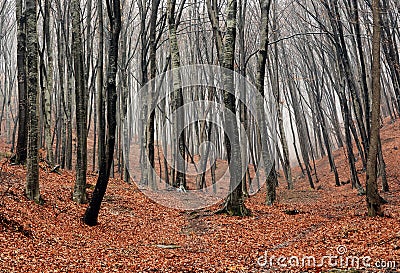 Foggy Autumn Forest Stock Photo