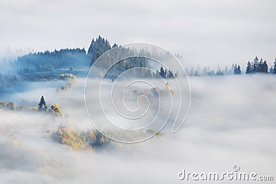 Foggy Autumn landscape with fir forest and yellow maple trees, aerial view, misty autumn season Stock Photo
