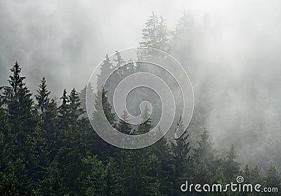 Foggy autumn morning in the mountain Stock Photo
