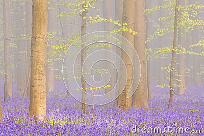 Foggy blooming bluebell forest of Hallerbos in Belgium Stock Photo