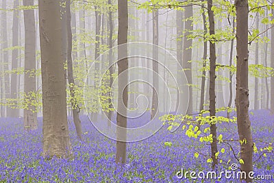 Foggy blooming bluebell forest of Hallerbos in Belgium Stock Photo