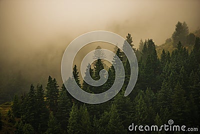 Foggy Colorado Forest Stock Photo
