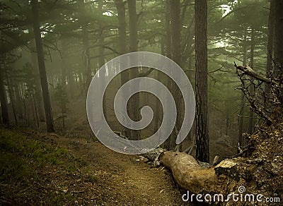 Foggy darkened path leading through the bare trees of a forest Stock Photo