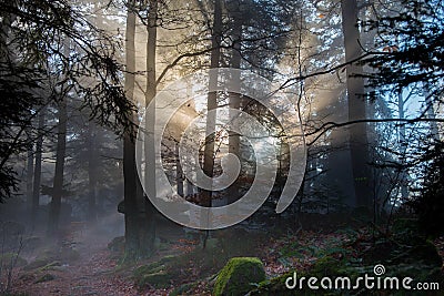 Mystical forest in the Vosges mountains Editorial Stock Photo