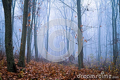 Foggy Dirt Road Beautiful Scene Misty dusk beech .Autumn landscape scenic view Atmospheric blue spooky Path orange foliage in Stock Photo