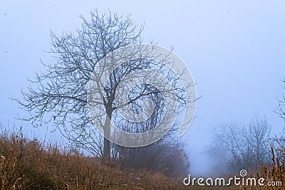 Foggy Dirt Road Beautiful Scene Misty dusk beech .Autumn landscape scenic view Atmospheric blue spooky Path orange foliage in Stock Photo