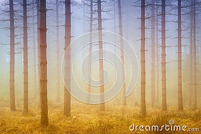 Foggy dreamy forest with sunshine at morning Stock Photo