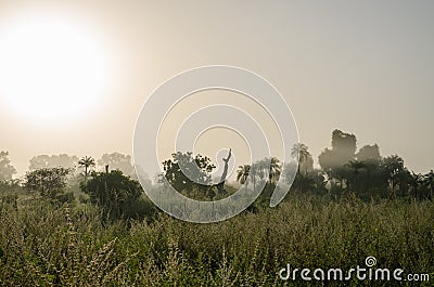 Foggy early morning with sunrise at jungle with palms and lush grass in Gambia, West Africa Stock Photo