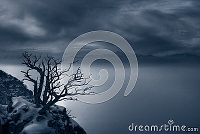 Foggy evening and spooky tree duotone Stock Photo