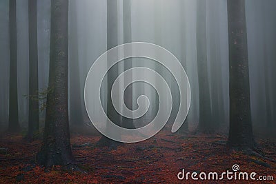 Foggy fantasy dreamy forest Stock Photo