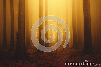 Foggy fantasy dreamy forest with sunshine at morning Stock Photo