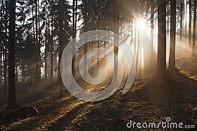 Foggy Forest Stock Photo