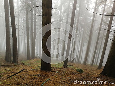 Foggy forest above 1500 meters in Austria Stock Photo