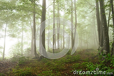 Foggy forest Stock Photo