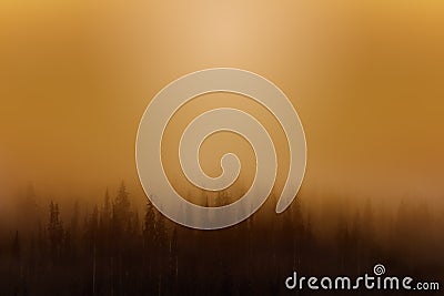 Foggy forest blurred background. Natural environments concept. Stock Photo