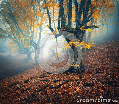 Foggy forest. Mystical autumn forest in fog in the morning Stock Photo