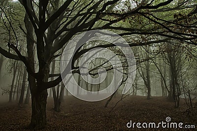 Foggy forest Stock Photo