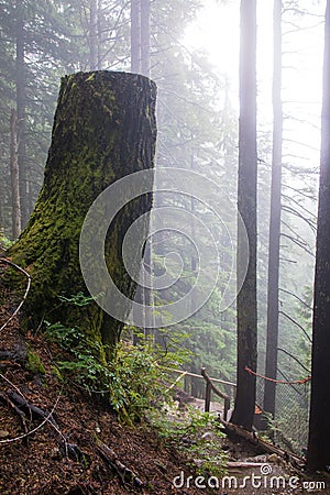 Foggy forest, tree stump hovering over the grouse grind trail in north Vancouver, canada Stock Photo