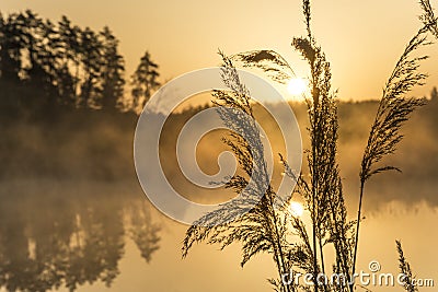 Foggy golden morning near lake Stock Photo