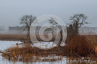 foggy landscape in the greenwood, hornbeam trees, rainy autumn wether, gloomy mood Stock Photo