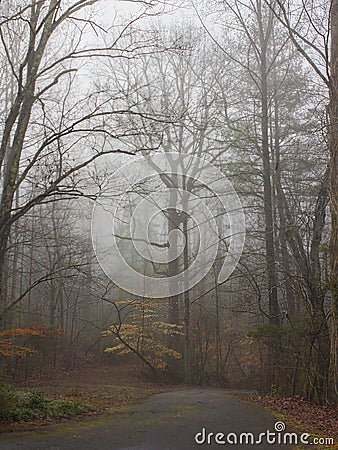Foggy lane in winter Stock Photo