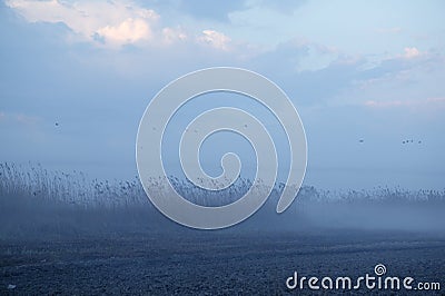 Foggy moor landscape dark blue gray Stock Photo