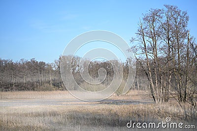 Foggy moor landscape in the morning at the end of winter with water in the bog lake, brown reeds and bare alder trees, northern Stock Photo