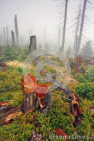 Foggy morning in dead forest Stock Photo