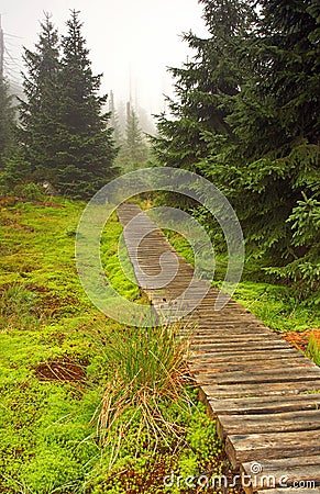 Foggy morning in dead forest Stock Photo