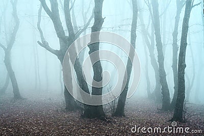 Foggy morning in the late grey autumn forest. Concept of fear, nightmare, depression. Toned, artistic grain Stock Photo