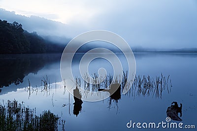 Foggy Morning at Locust Lake State Park Stock Photo