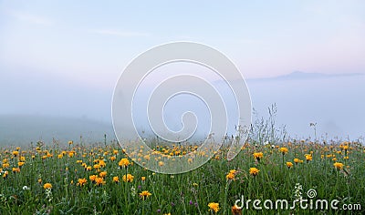 Foggy morning on the meadow with yellow flowers. Carpathians Stock Photo