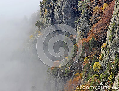 Autumn Forest Foggy Stock Photo