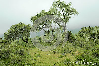 Foggy Mountain Rainforest Tanzania Stock Photo