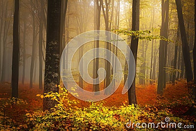 Foggy mystic forest Stock Photo