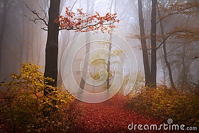 Foggy mystic forest Stock Photo