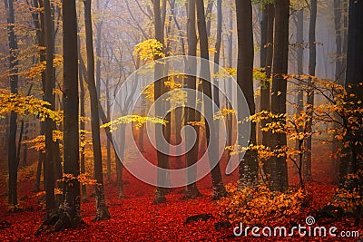 Foggy mystic forest Stock Photo